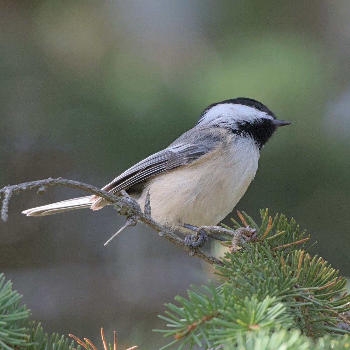 Amerika Baştankarası - ML644476442