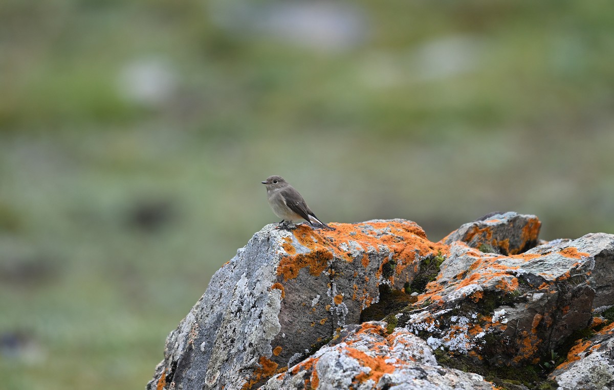 Rußschnäpper - ML644476451