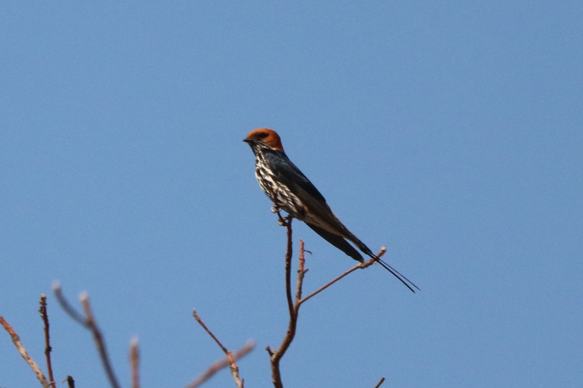 Lesser Striped Swallow - ML644476480