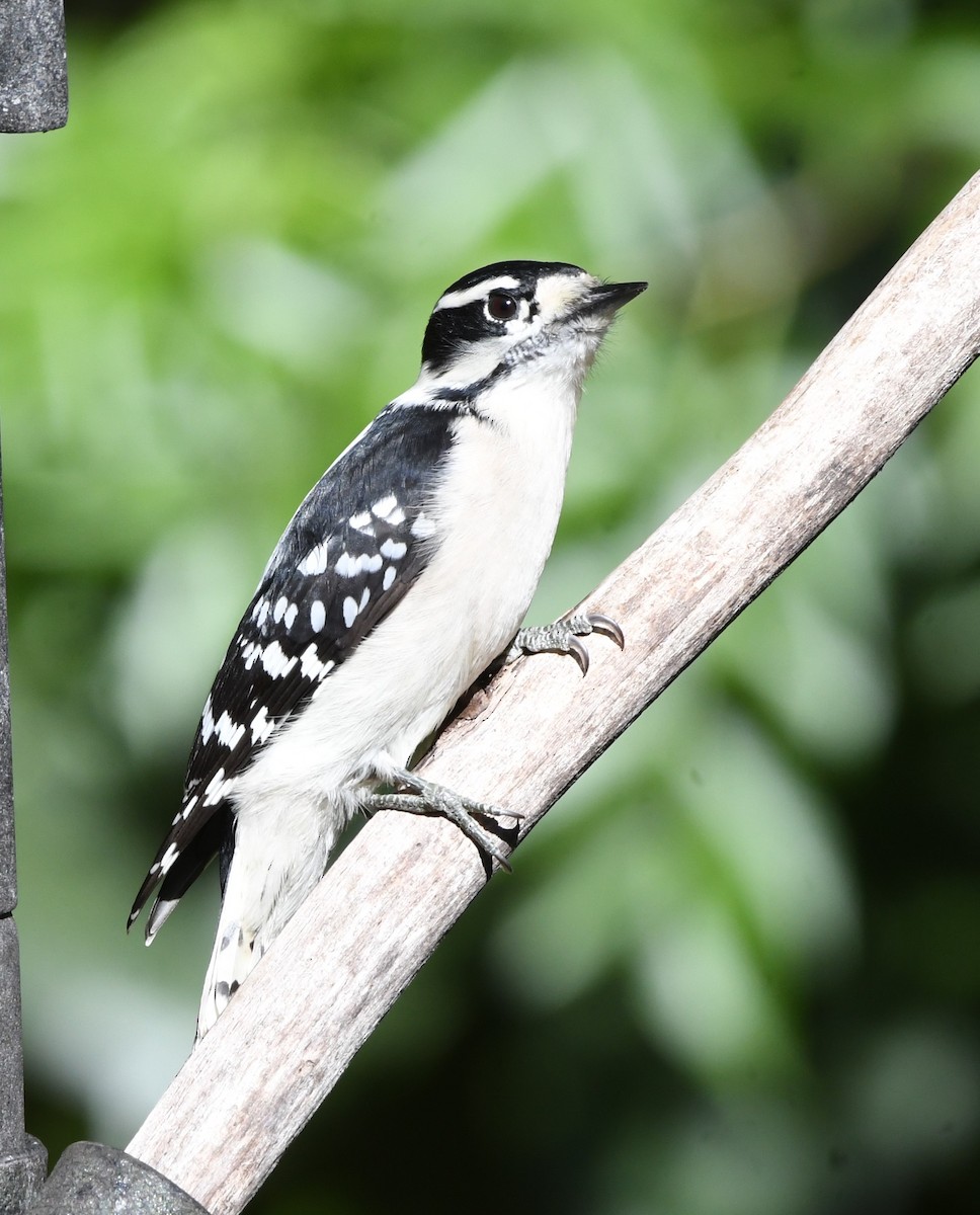 Downy Woodpecker - ML644476481