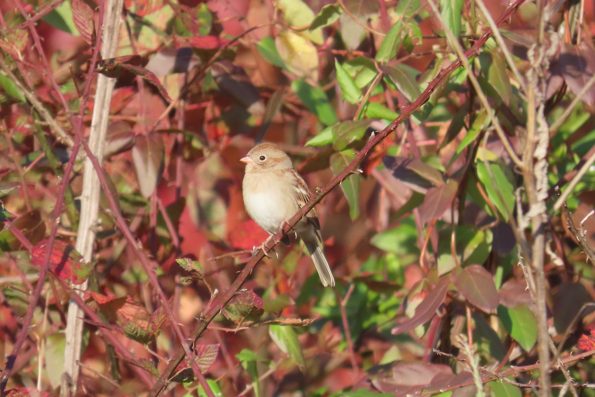 Field Sparrow - ML644476492
