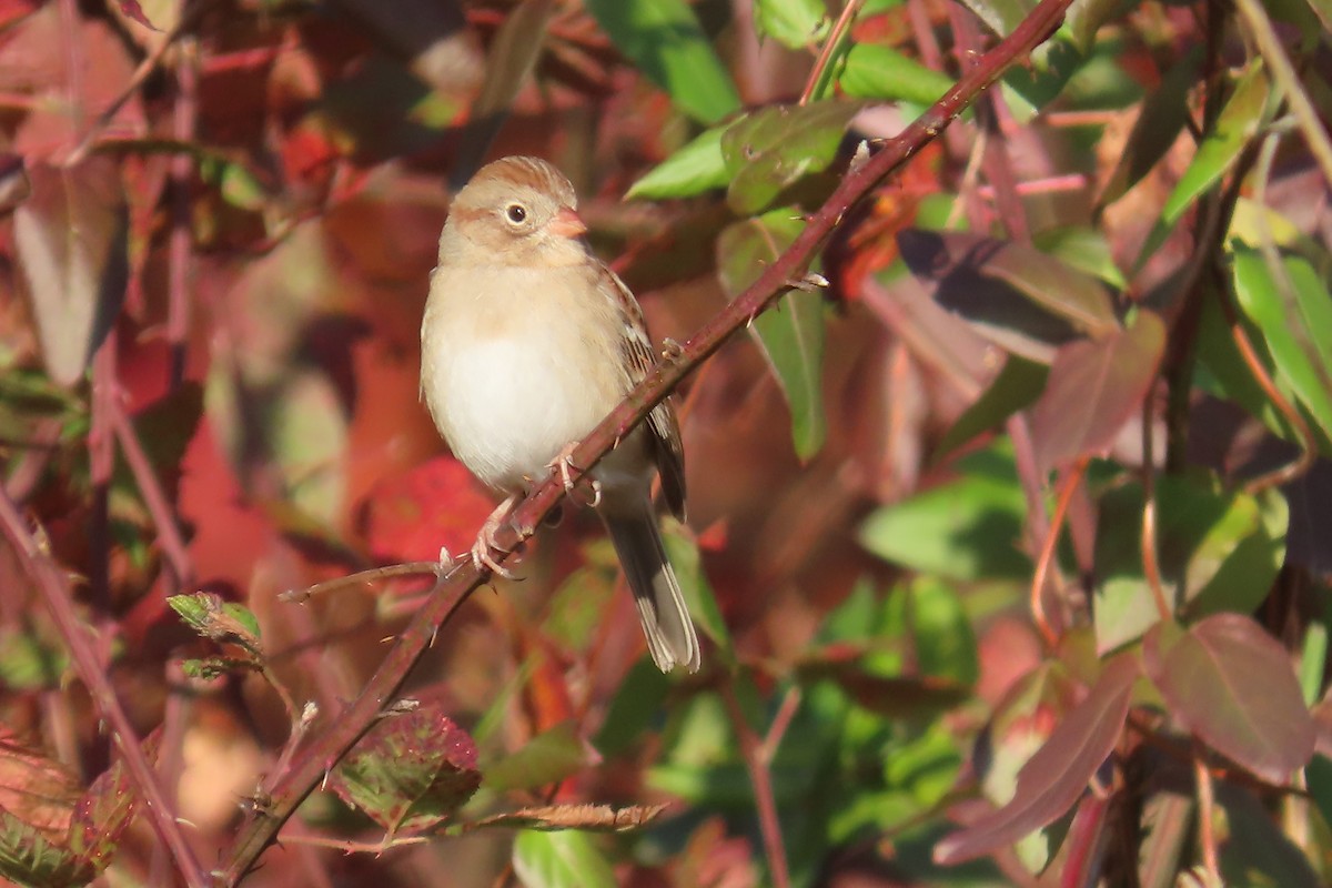 Field Sparrow - ML644476501