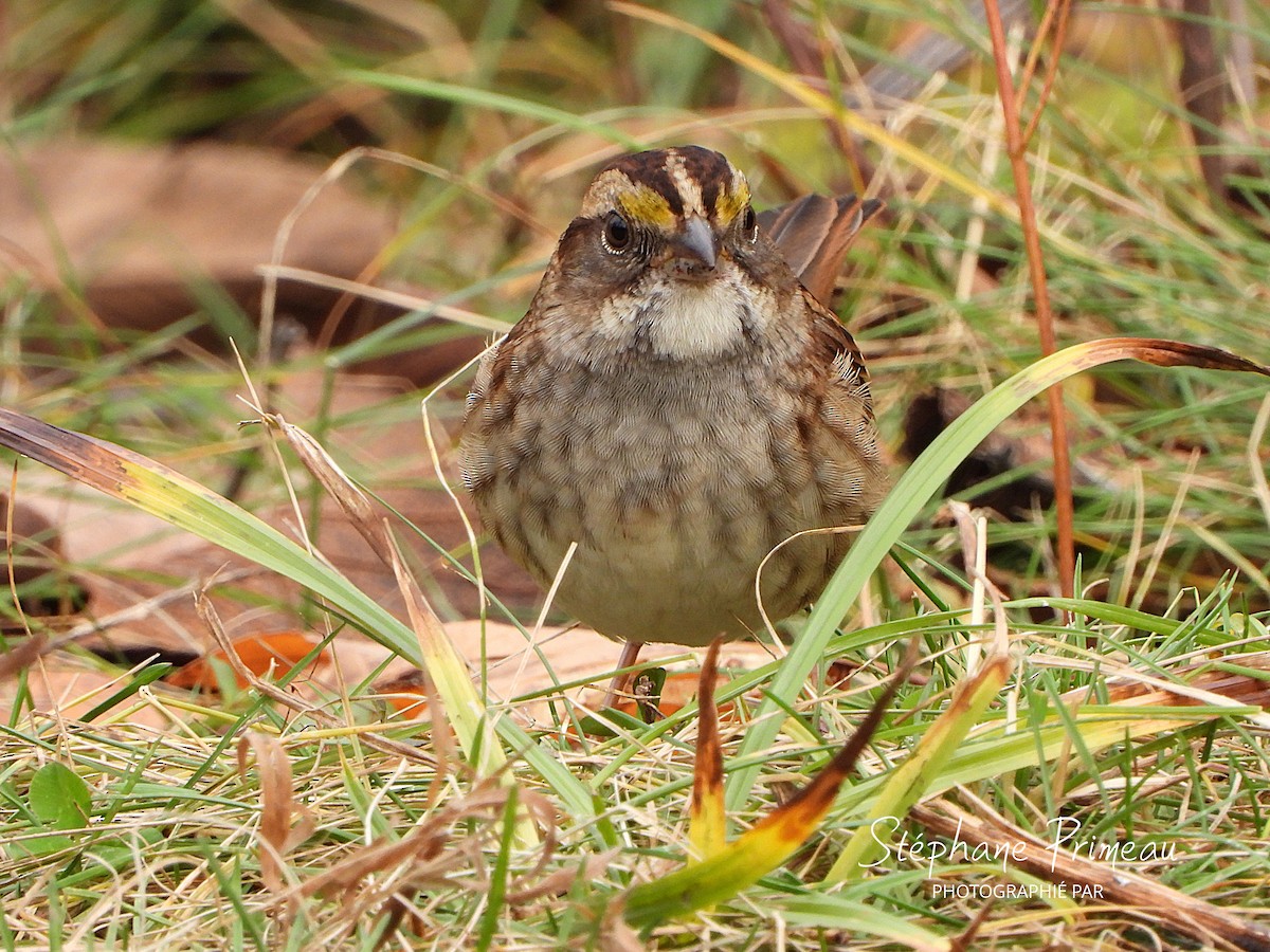 White-throated Sparrow - ML644476504