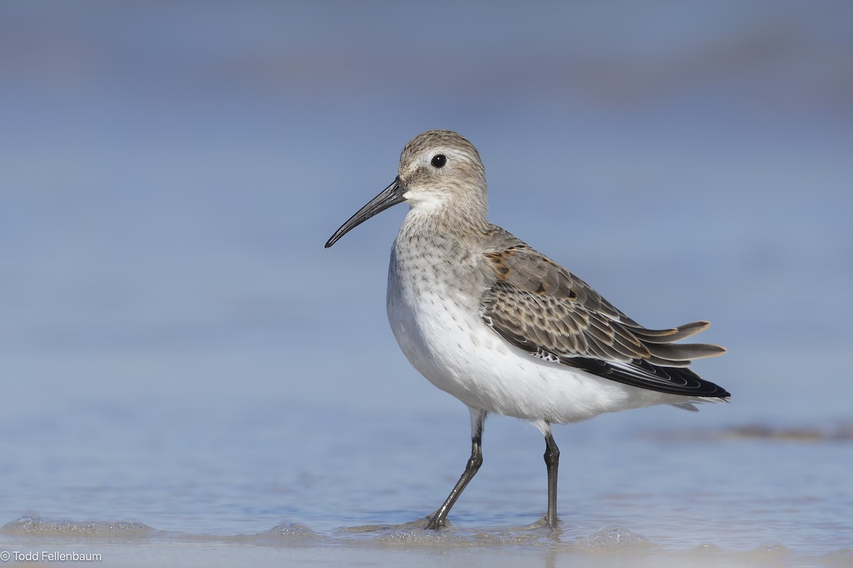 Чернозобик - ML644476507