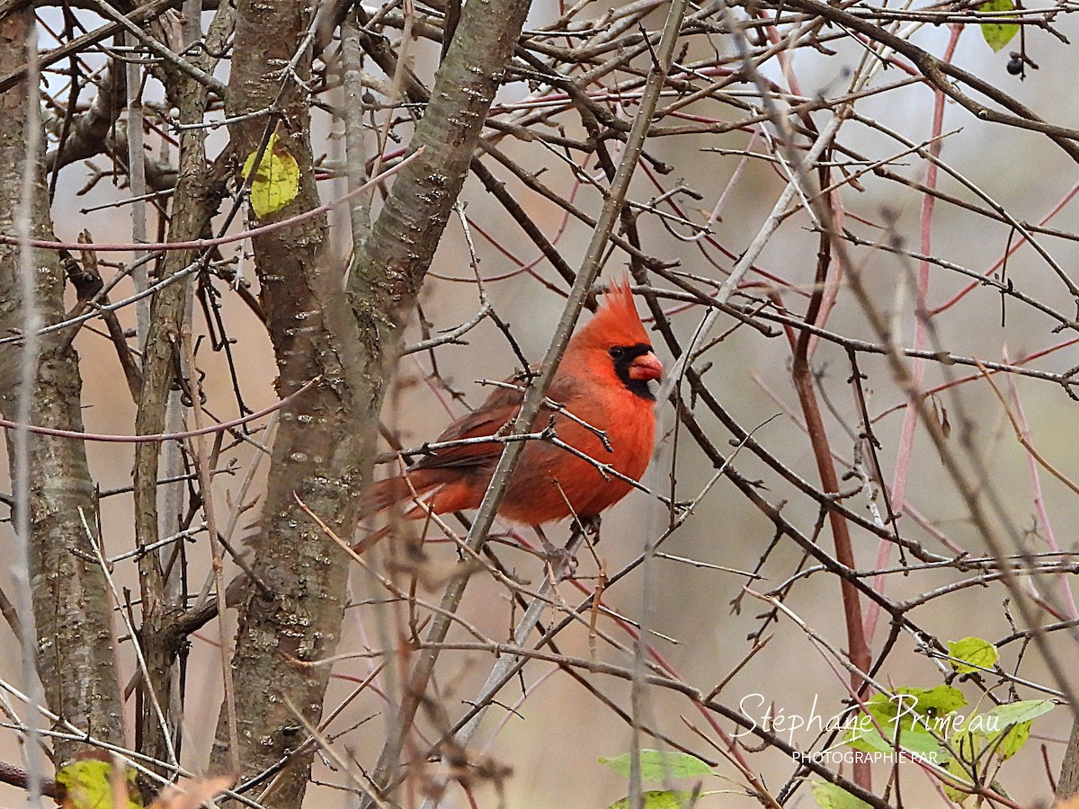 Northern Cardinal - ML644476509