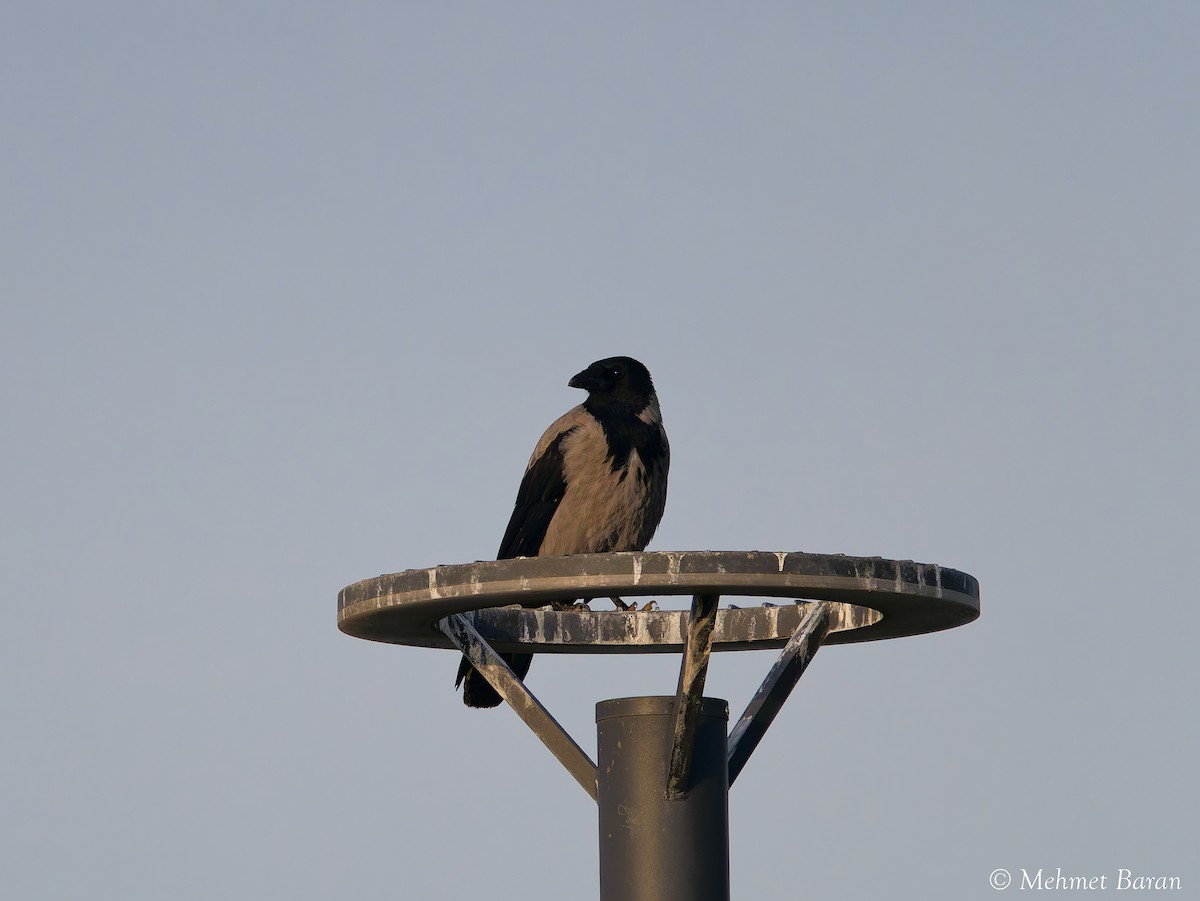 Саарал хэрээ - ML644476510