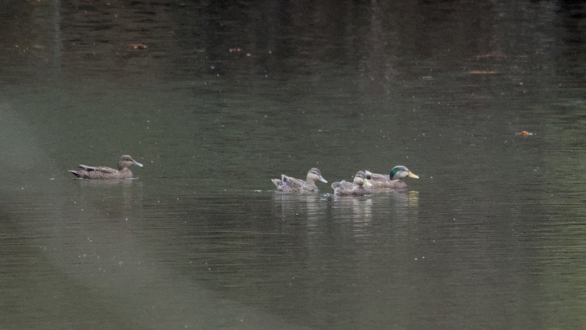 Mallard x American Black Duck (hybrid) - ML644476514