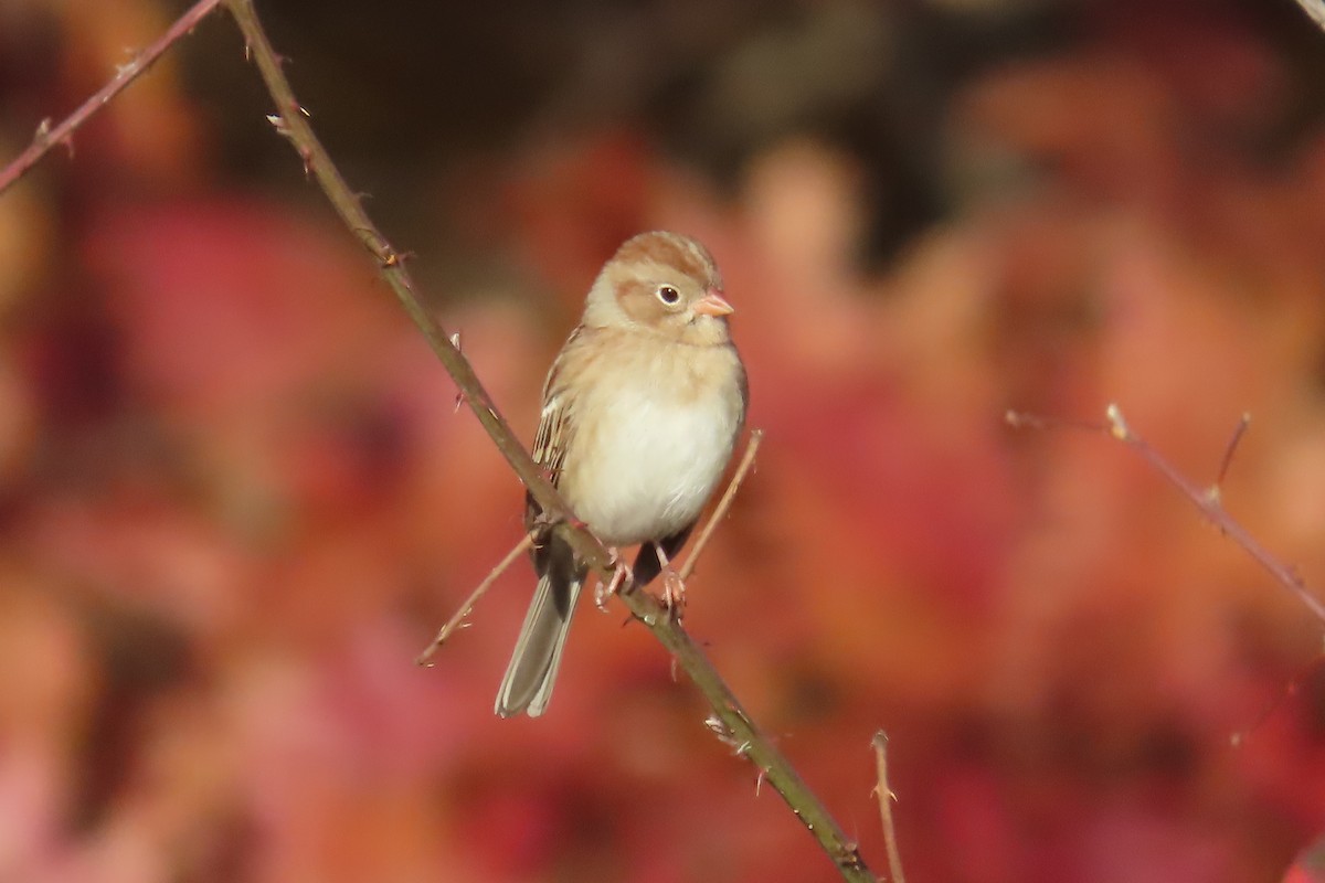 Field Sparrow - ML644476516