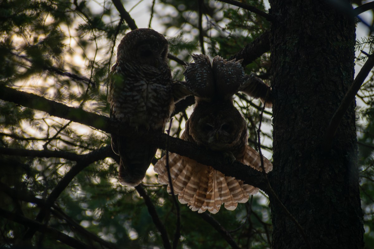 Chouette tachetée (lucida) - ML644476517