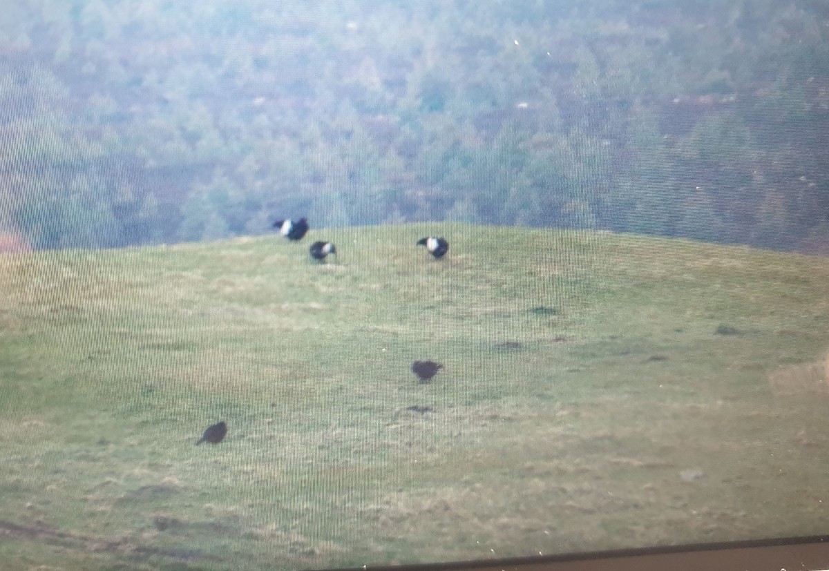 Хар хур - ML644476520