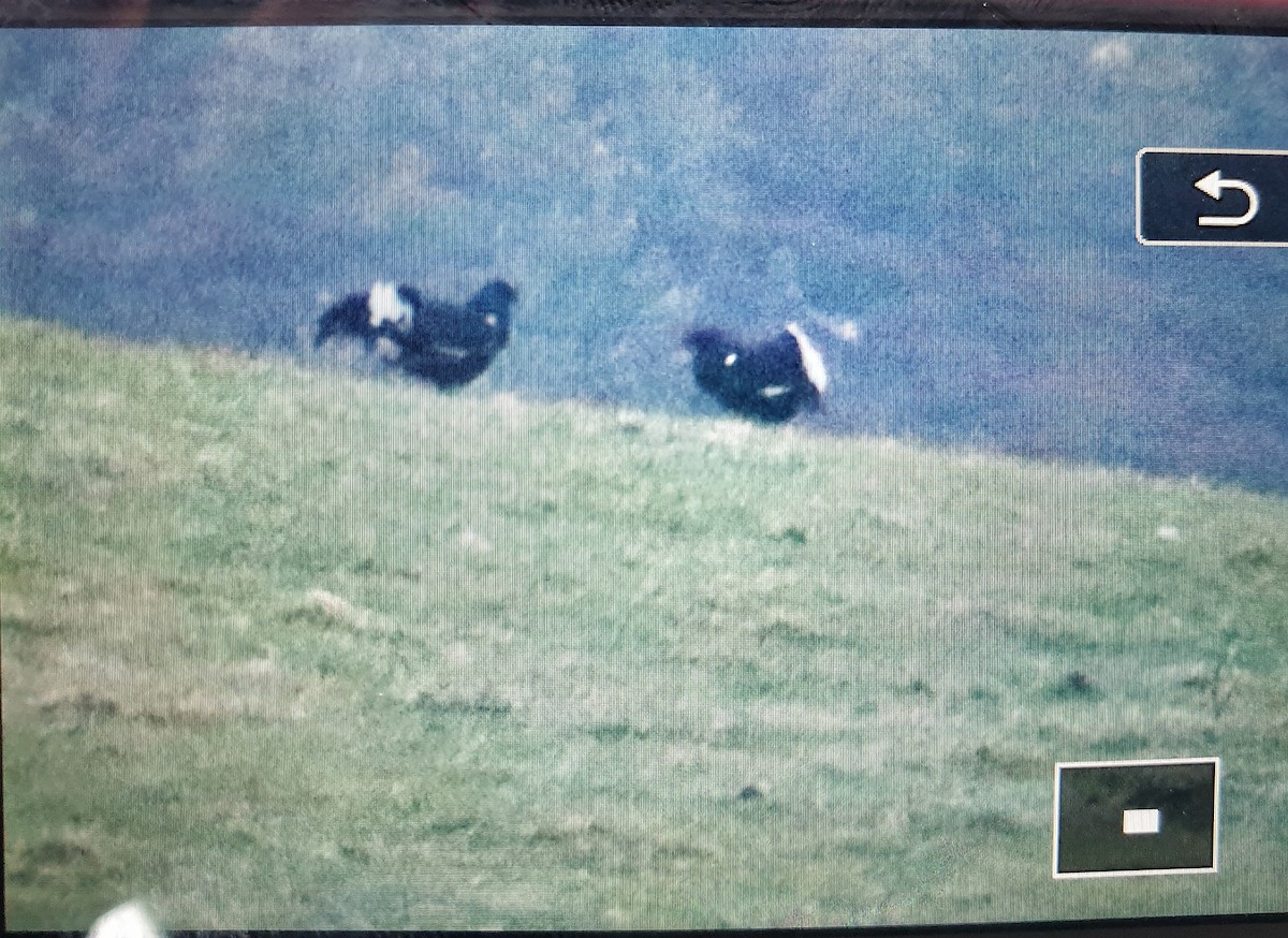 Хар хур - ML644476521