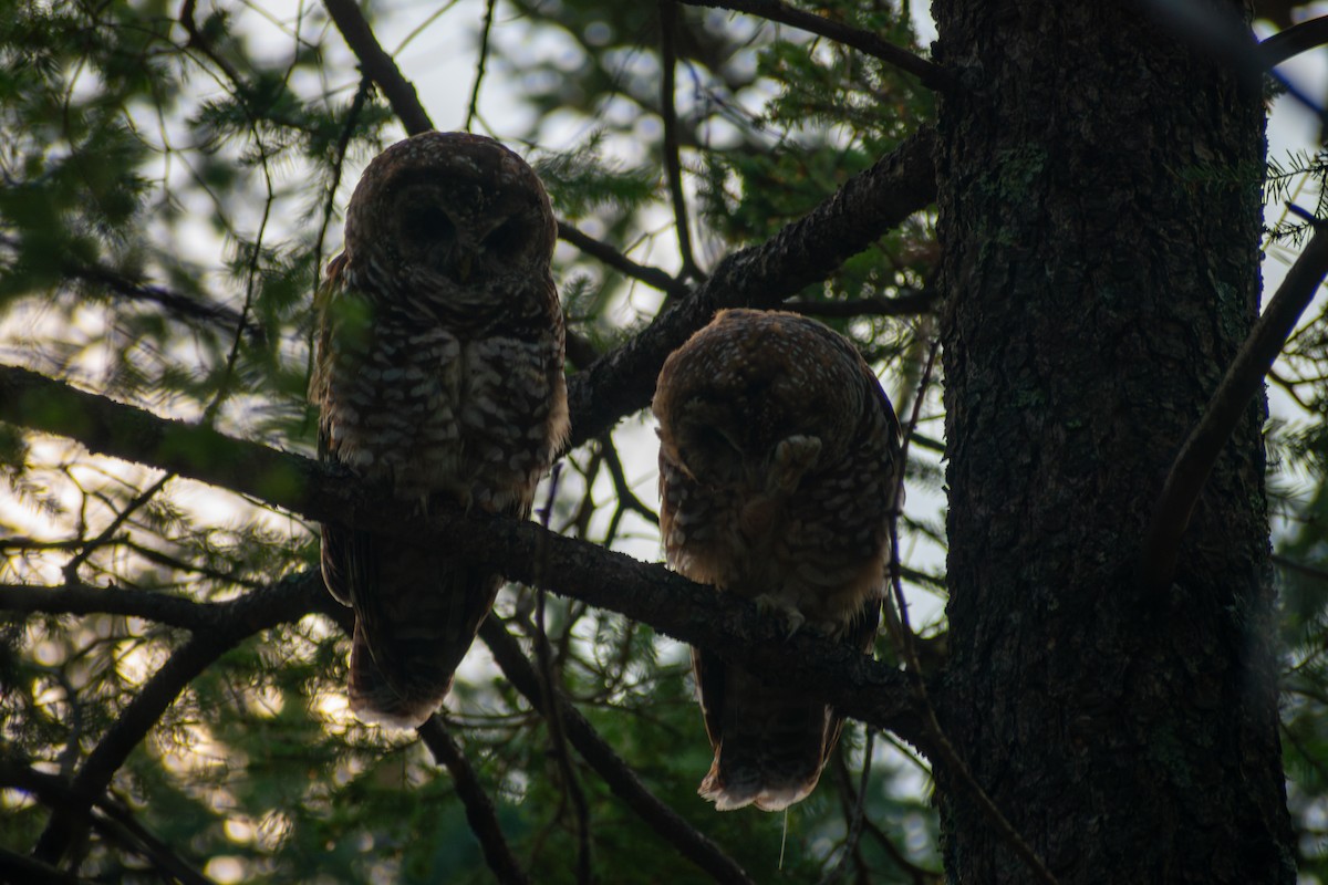 Chouette tachetée (lucida) - ML644476525