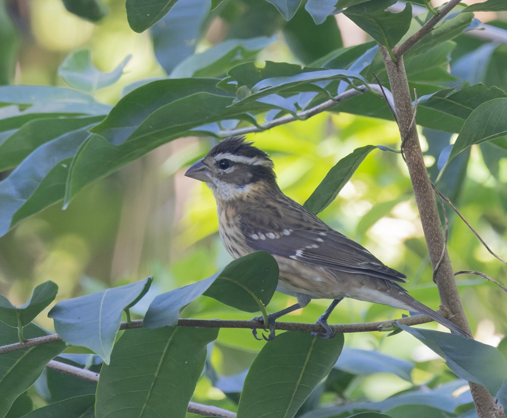 Rose-breasted Grosbeak - ML644476526