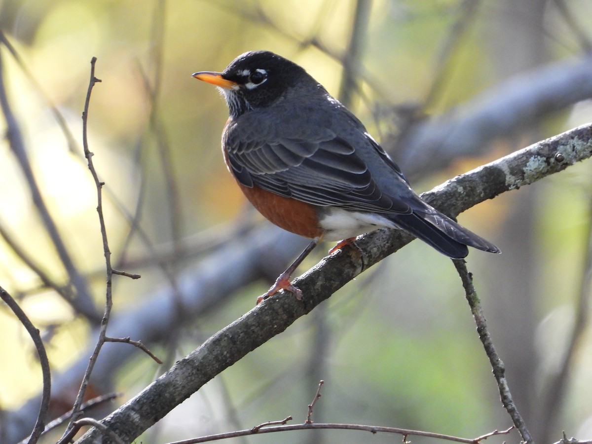 American Robin - ML644476527