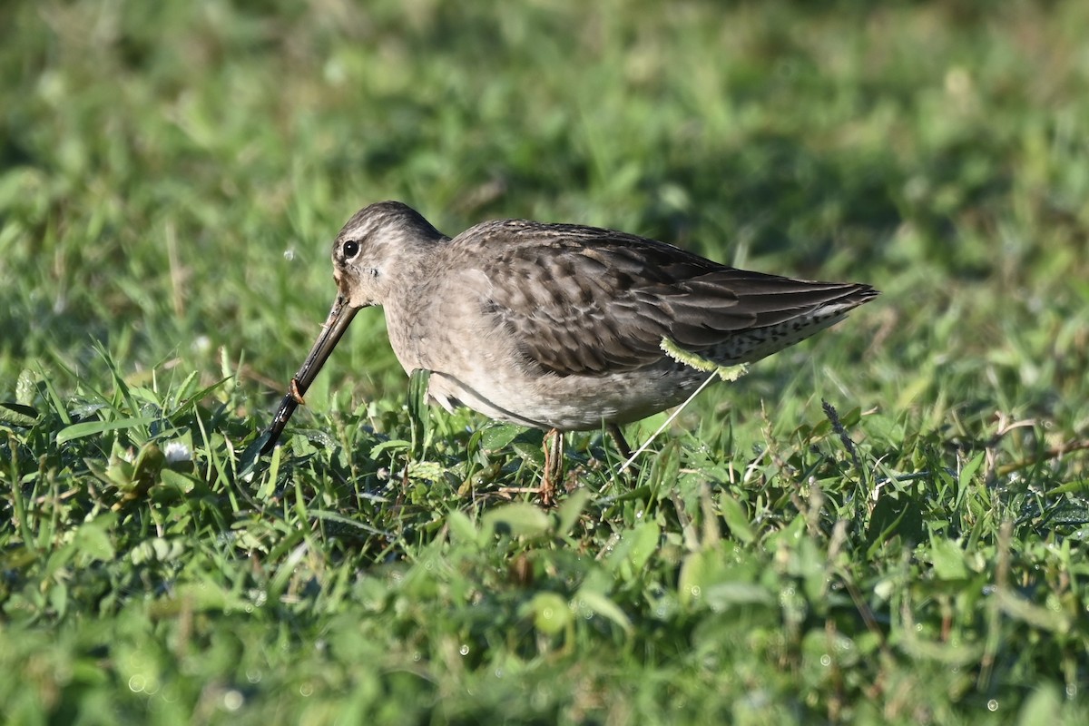 Long-billed Dowitcher - ML644476532