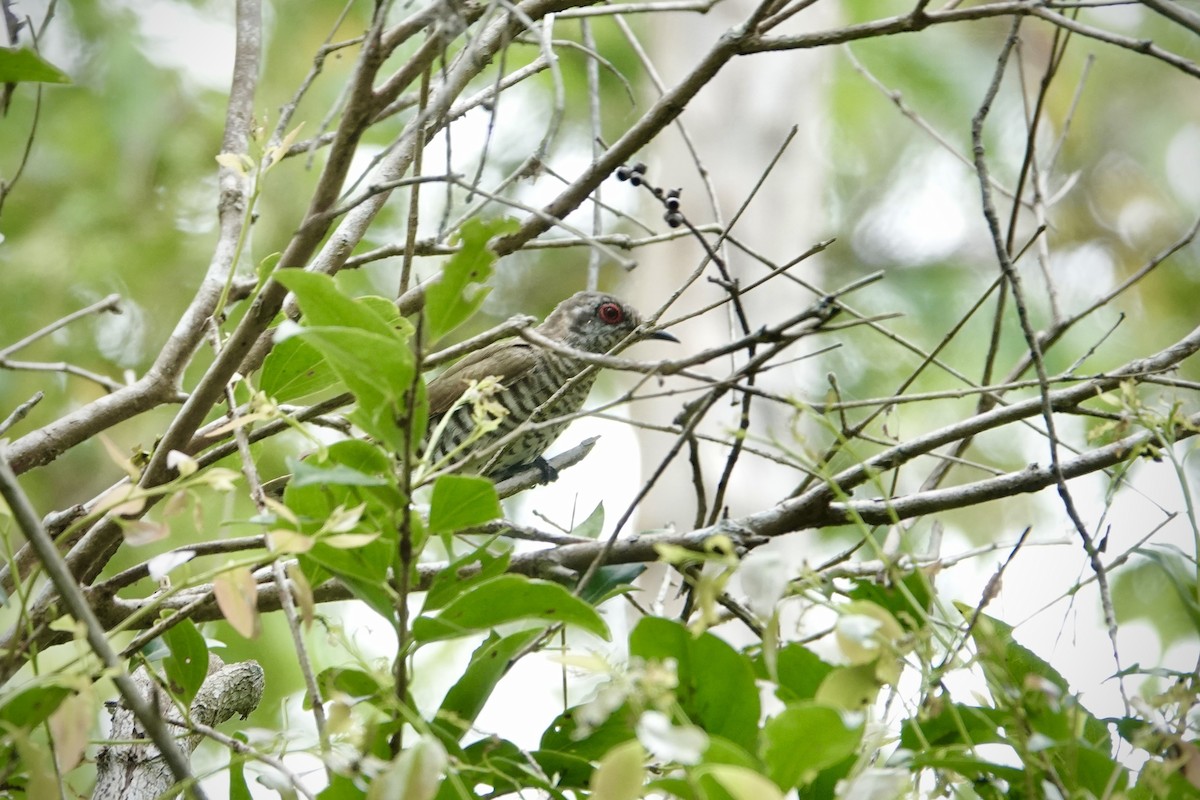 pygmégjøk - ML644476546