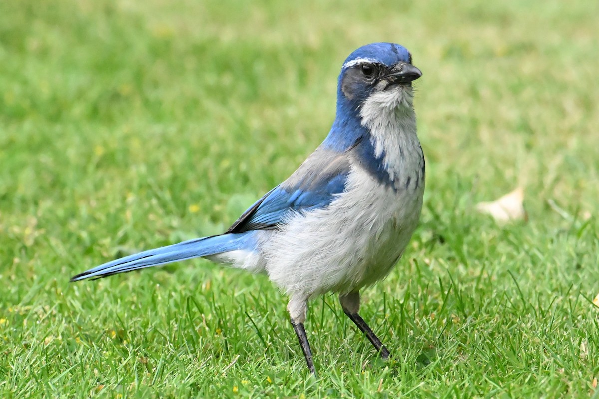 Chara Californiana - ML644476547