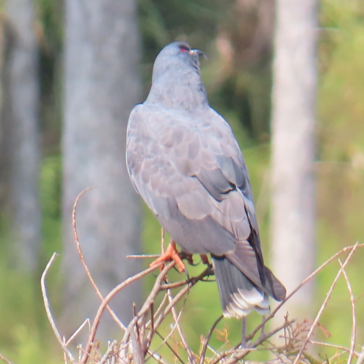 Milan des marais - ML644476554