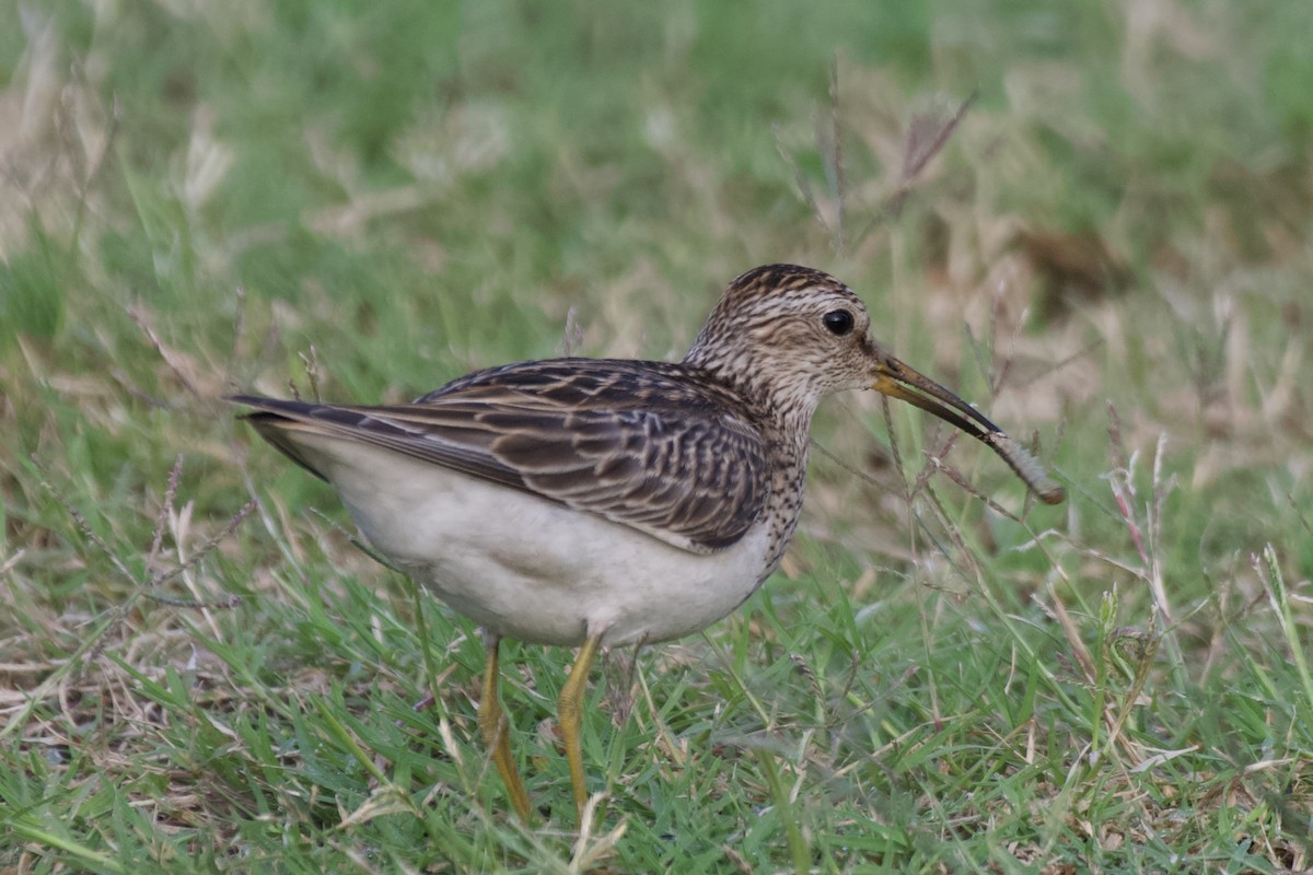 Pectoral Sandpiper - ML644476555