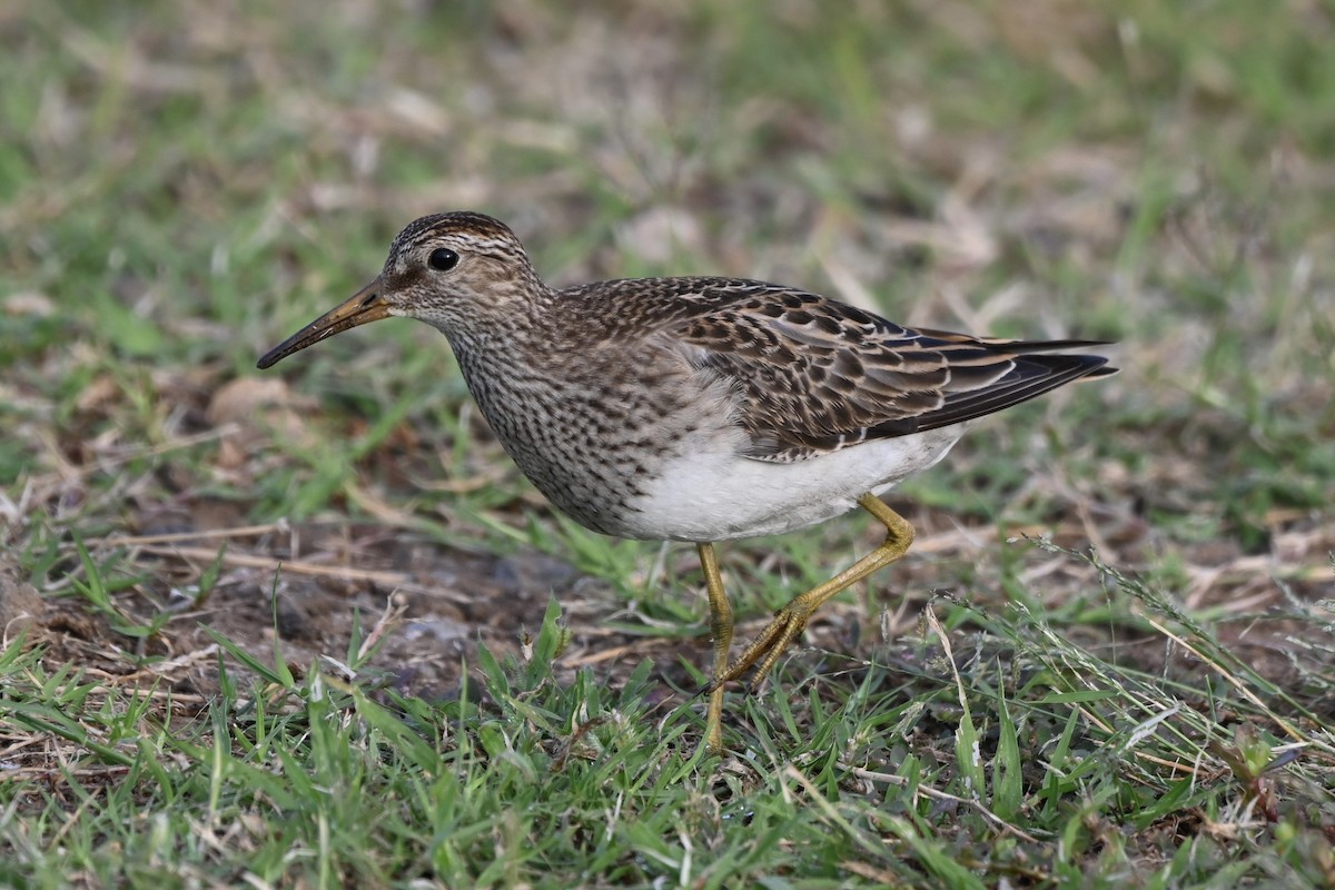 Pectoral Sandpiper - ML644476556
