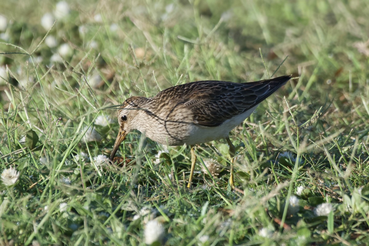 Pectoral Sandpiper - ML644476557