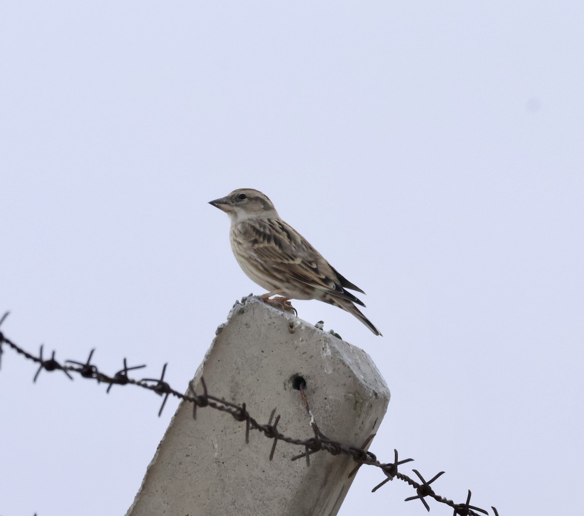 Passera lagia - ML644476562