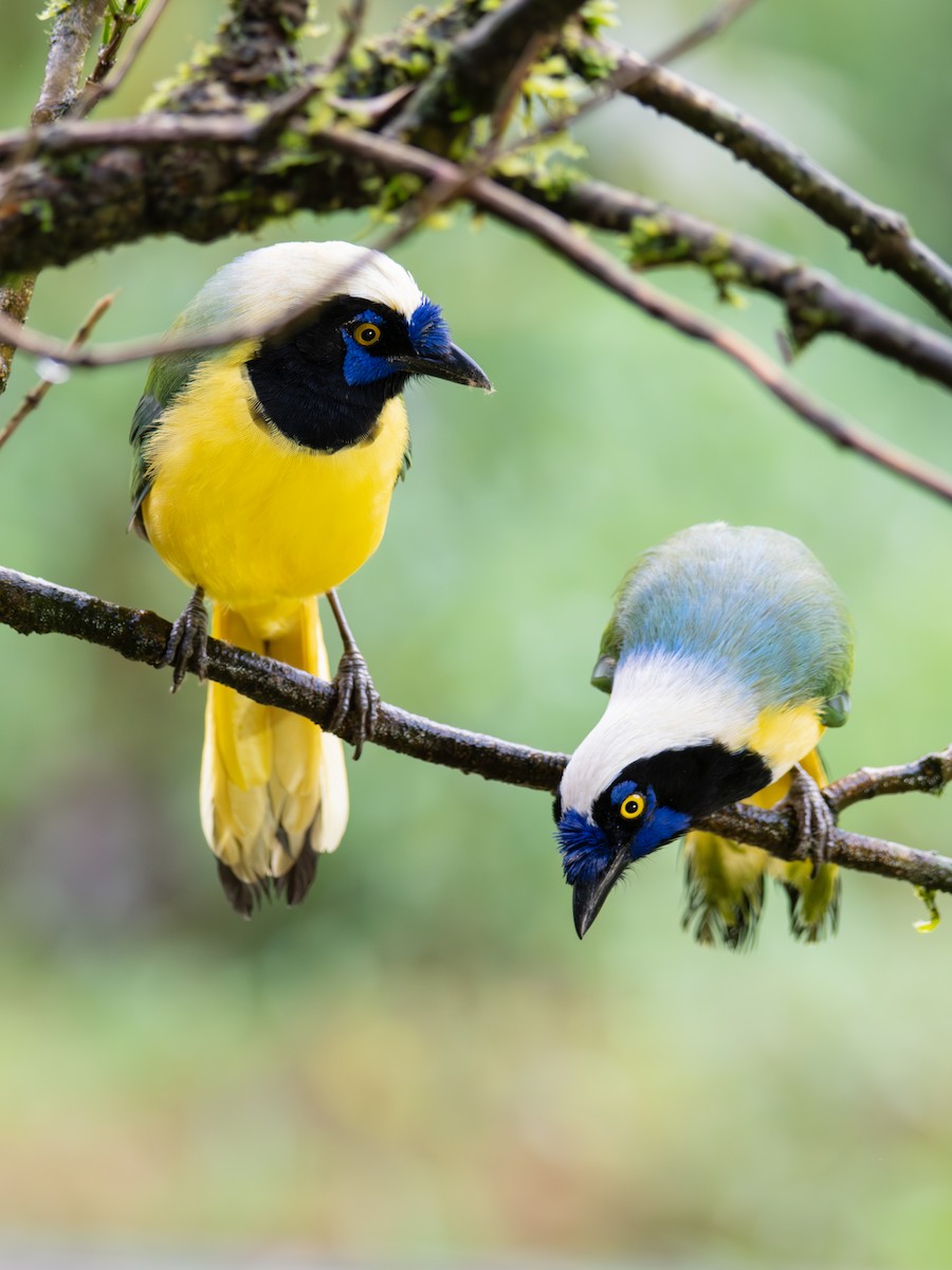 Inkablaurabe - ML644476570