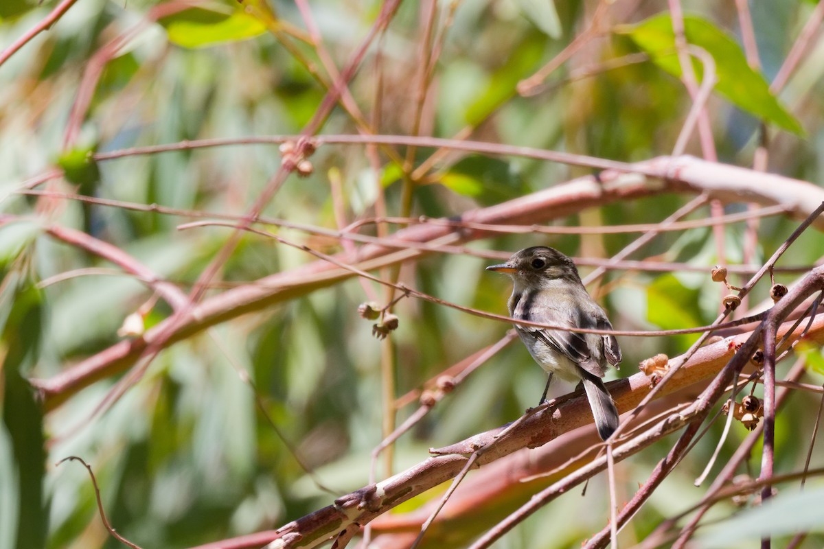 Gray Flycatcher - ML644476574