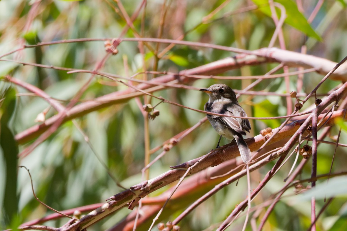 Gray Flycatcher - ML644476575