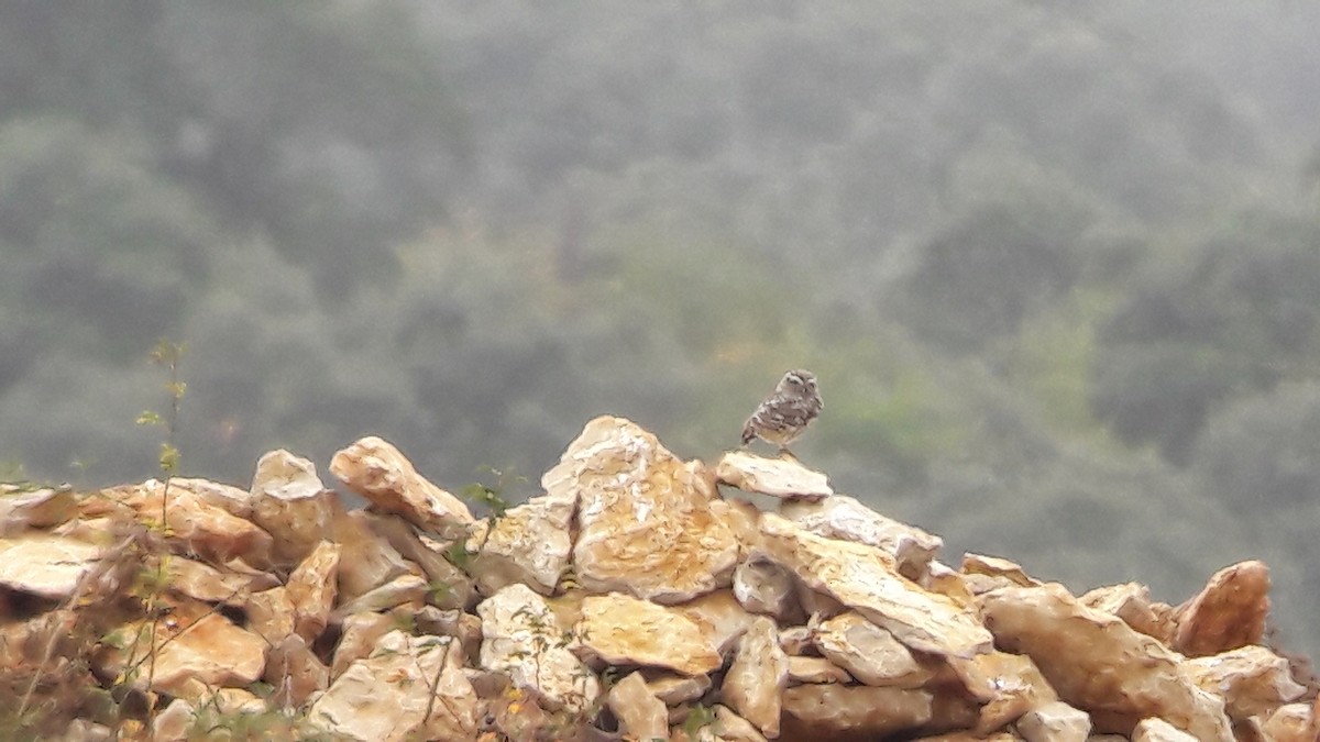 Mozolo arrunta - ML644476580