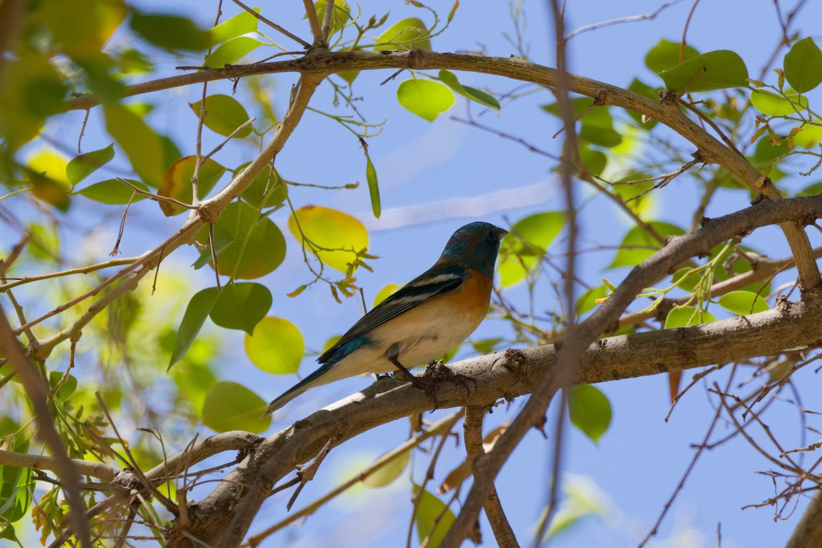 Лазурный колорин - ML644476588