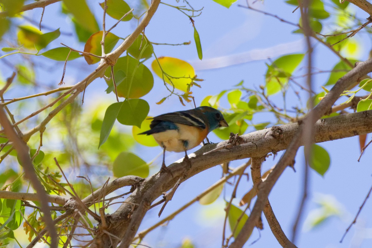 Лазурный колорин - ML644476589