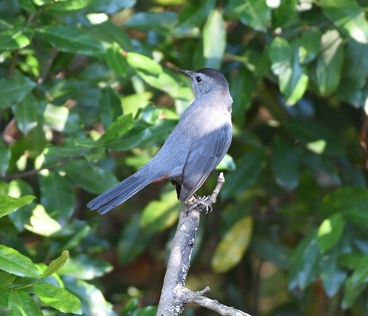 Gray Catbird - ML644476593