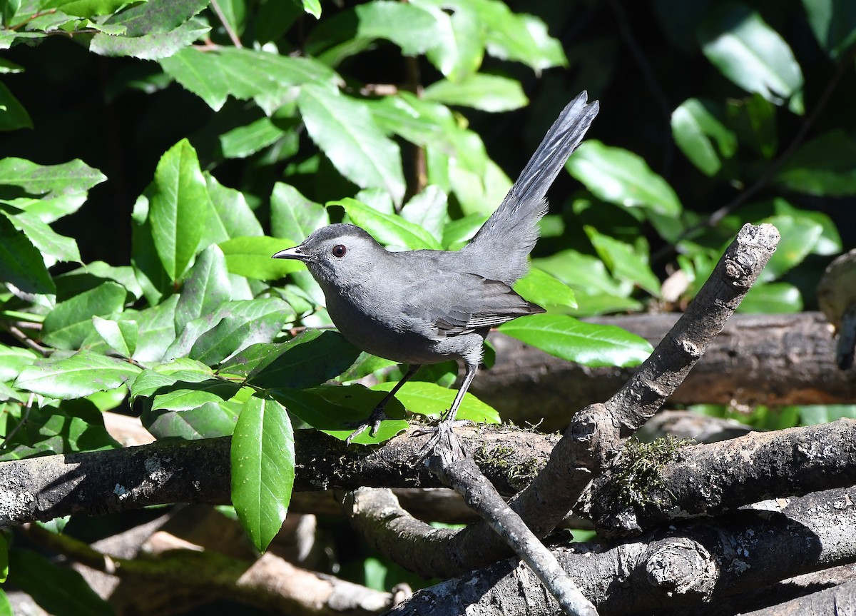 Gray Catbird - ML644476594