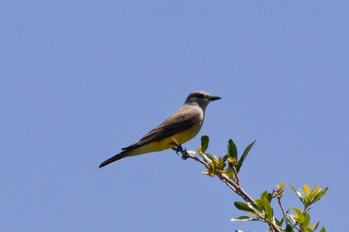 Tyran de l'Ouest - ML644476596