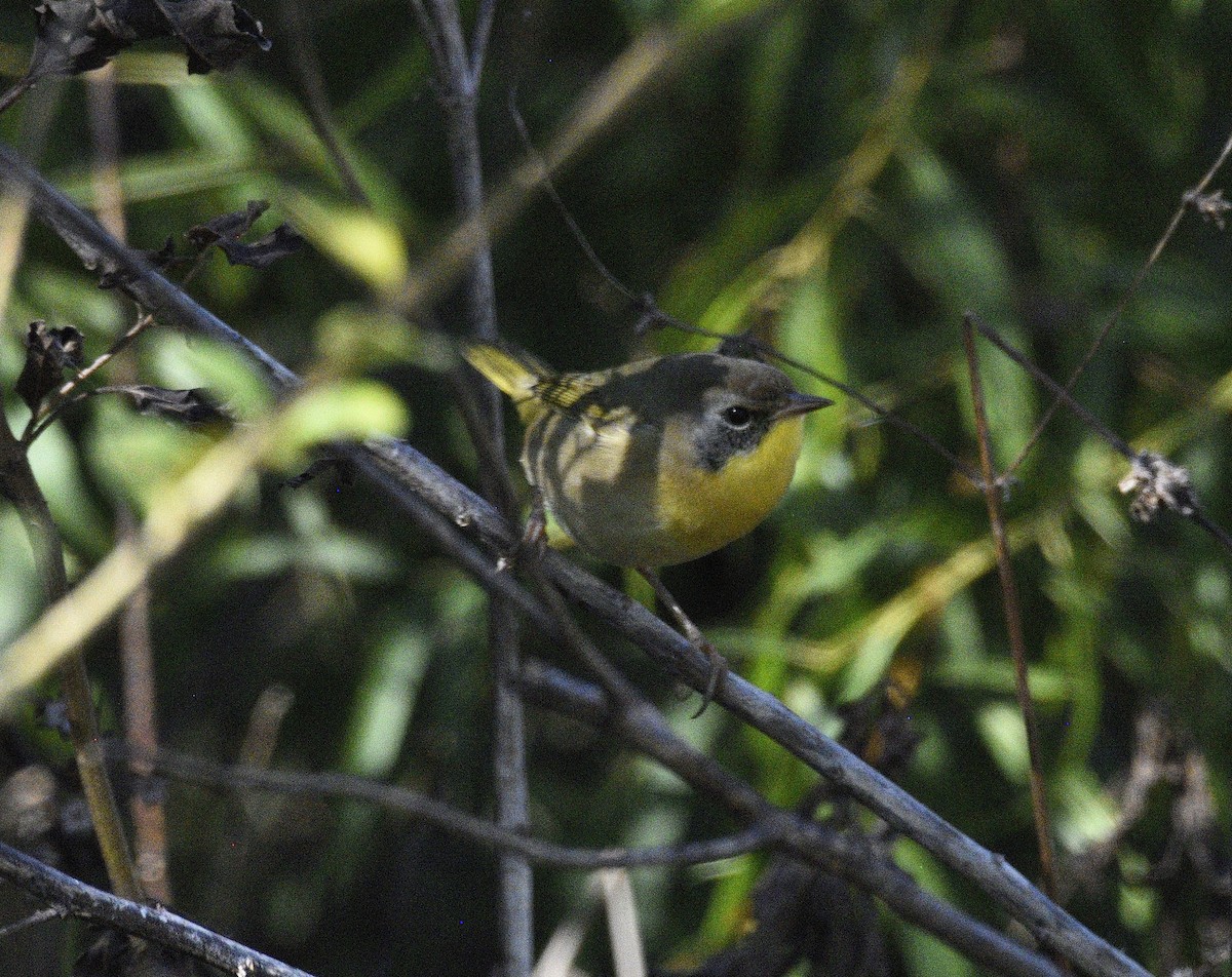 Common Yellowthroat - ML644476605
