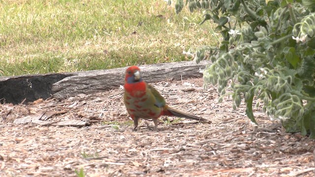 Crimson Rosella (Crimson) - ML644476615
