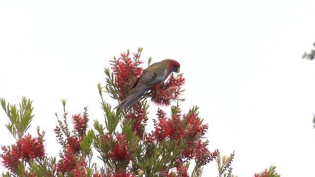 Crimson Rosella (Crimson) - ML644476628