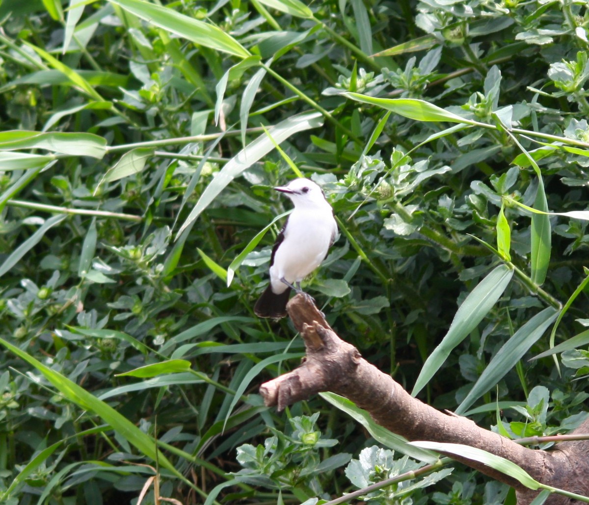 セグロコマダラタイランチョウ - ML644476633