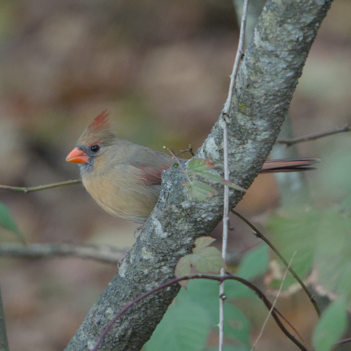 Northern Cardinal - ML644476636