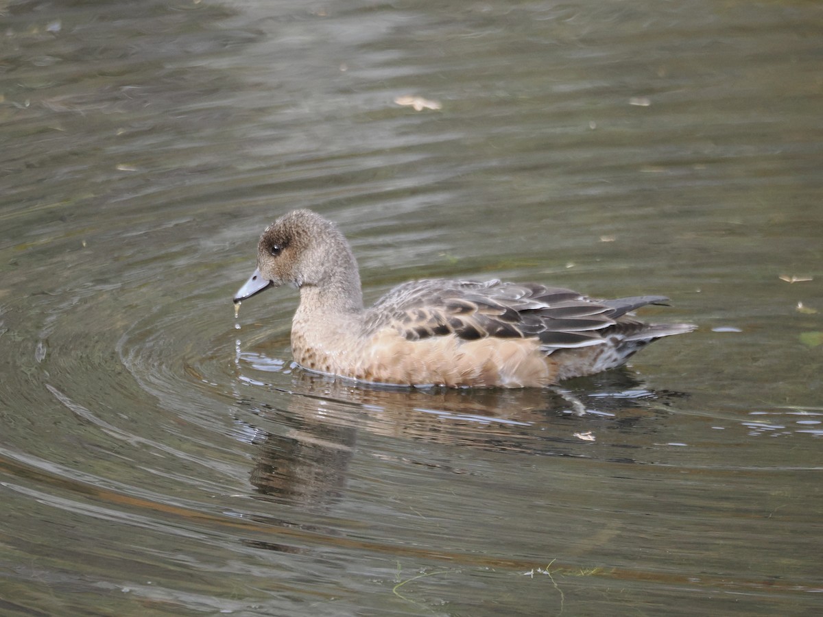 Ahate txistulari eurasiarra - ML644476639