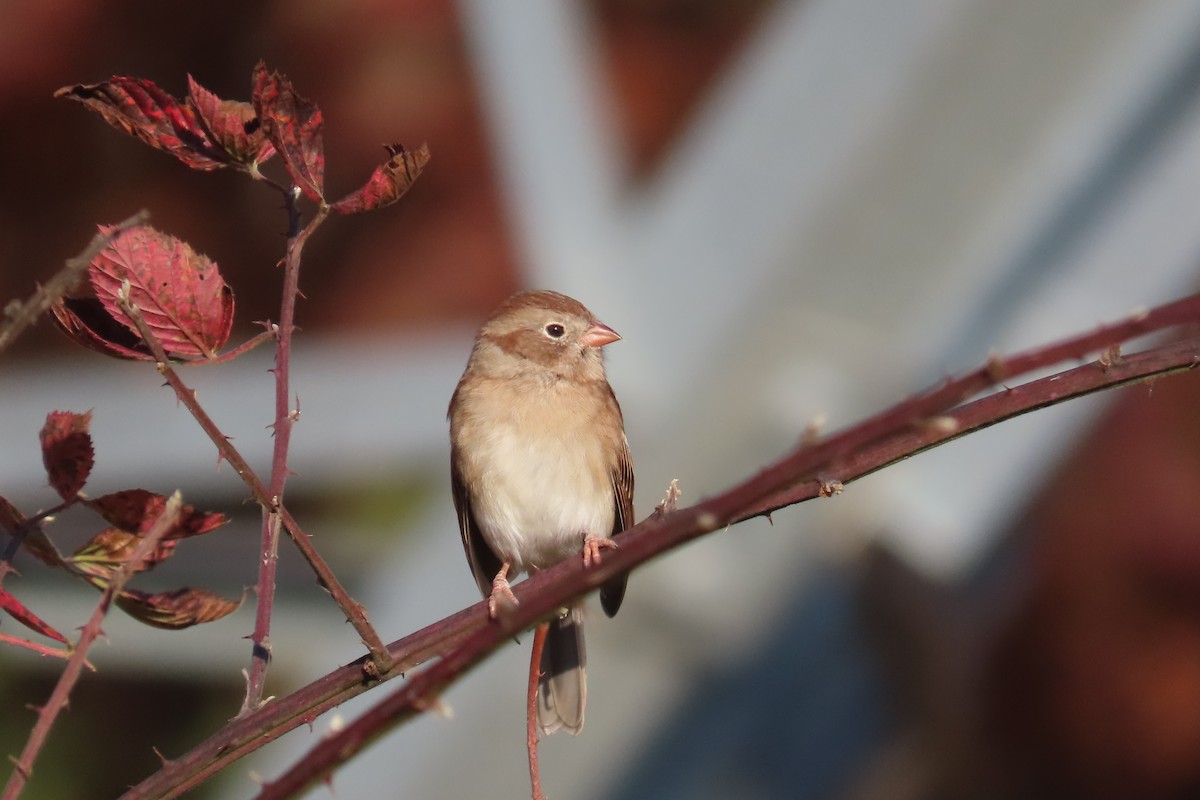 Field Sparrow - ML644476642