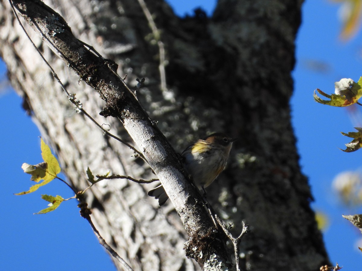 Yellow-rumped Warbler - ML644476643
