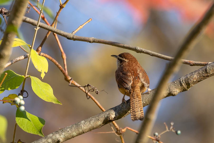 Carolina Wren - ML644476644
