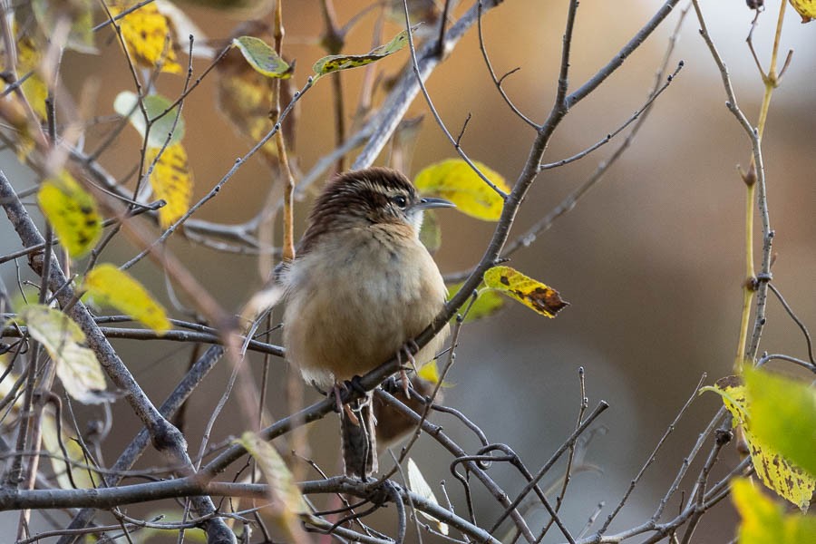 Carolina Wren - ML644476645