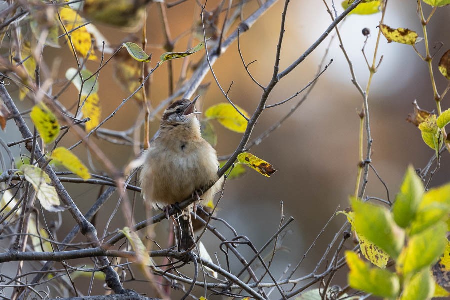 Carolina Wren - ML644476646