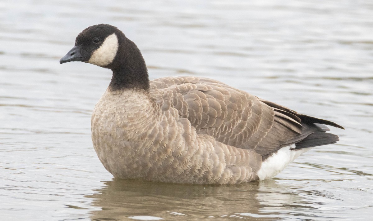 Branta kanadar txikia - ML644476649