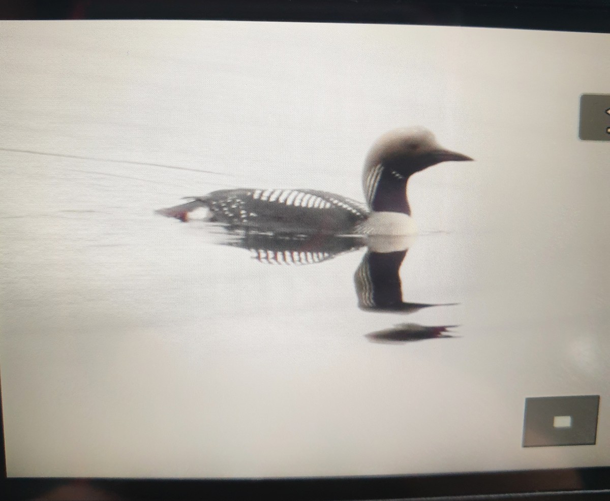 Aliota artikoa - ML644476650