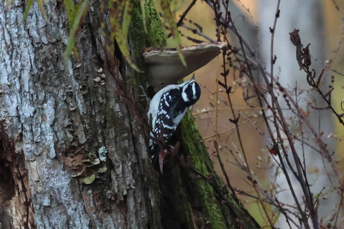 Downy Woodpecker - ML644476651
