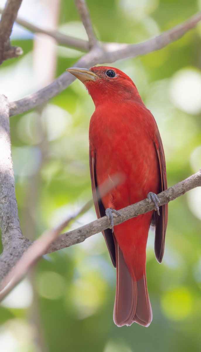 Piranga gorria - ML644476653